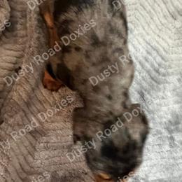 Evy - Dapple female Dachshund puppy in Blanchard, Oklahoma from Dusty Road Doxies