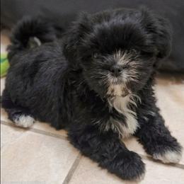 Socks - Black and white female Shih Tzu puppy in Kernersville, North Carolina from SweetTee's Shih Tzus LLC