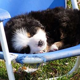 Bernese Mountain Dog Puppies from Four-T's