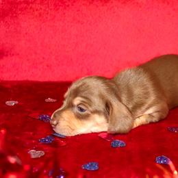 Chocolate female - Chocolate and tan female Dachshund puppy in Coldwater, Mississippi from Mississippi Shorties Miniature Dachshunds