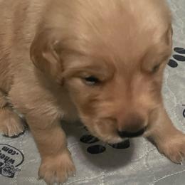 Orange Collar - Golden male Golden Retriever puppy in Tulsa, Oklahoma from Triple J Goldens, LLC