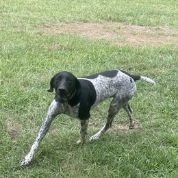 Huck - German Shorthaired Pointer