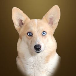 Nugget - American Corgi