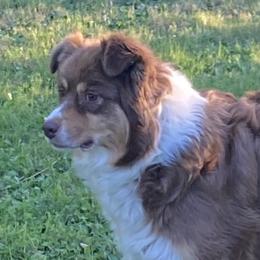 Dewey - Australian Shepherd
