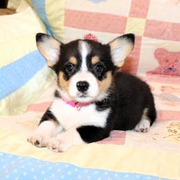 Willow - Black and tan female Pembroke Welsh Corgi puppy in Morton, Mississippi from Crown AB Farms Pembroke Welsh Corgis