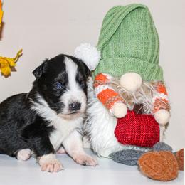 Pilgrim - Black tri male Miniature Australian Shepherd puppy in Oakland, Maryland from Yarborough Kennels