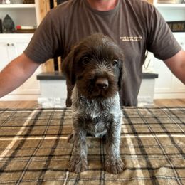 Raven - Brown and gray female Wirehaired Pointing Griffon puppy in Shelley, Idaho from Western Gundogs