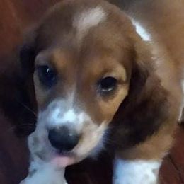 Dachshunds from Lori's Dachshunds