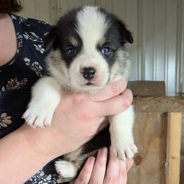 Boy 4 - Black and tan male Pembroke Welsh Corgi puppy in Edinburgh, Indiana from J Bar M Corgis