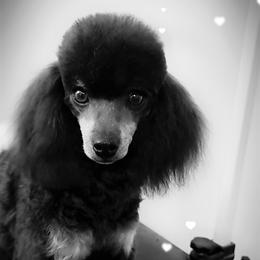 Chenille - Poodle