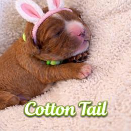Cottontail - Ruby female Cavalier King Charles Spaniel puppy in London, Arkansas from Frosty’s Cavaliers
