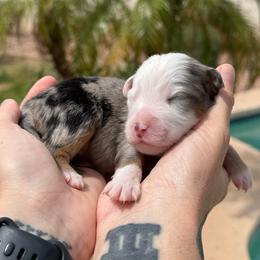 Frost - Blue merle male Miniature American Shepherd puppy in Tucson, Arizona from Outlaw Minis