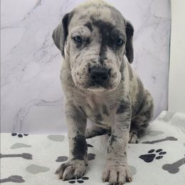 River - Merle female Great Dane puppy in Kannapolis, North Carolina from Carolina Great Danes & Toy Poodles
