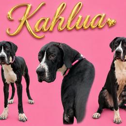 Kahlua - Black female Great Dane puppy in Gonzales, Louisiana from Anstatt House Of Danes