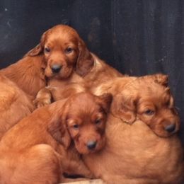 Irish Setter puppies from Rocky Mountain Irish Setters