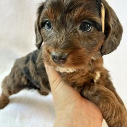 Glitter - Brown roan and tan female Cockapoo puppy in Adrian, Oregon from ApplebyFarm