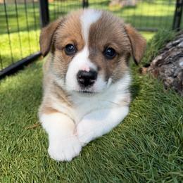 Fiddle - Sable male Pembroke Welsh Corgi puppy in Salisbury, Maryland from Coastal Corgis