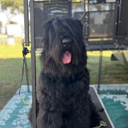 Masha - Black Russian Terrier