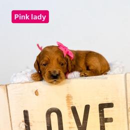 Pink lady - Red  female Goldendoodle puppy in West Haven, Utah from Split Mountain Doodles