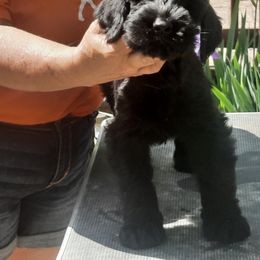 Giant Schnauzer Puppies from Liberty Giant Schnauzers