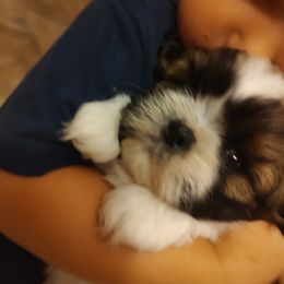 Shih Tzu Puppies from Shaggy Shih Tzu