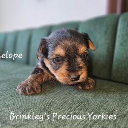 Penelope - Black and tan female Yorkshire Terrier puppy in West Plains, Missouri from Brinkley Yorkies