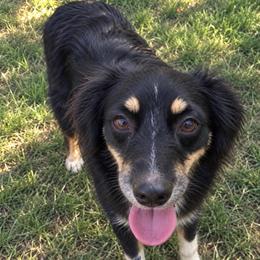 Emma - Black tri female Toy Australian Shepherd puppy in Union Grove, North Carolina from Grove Farm