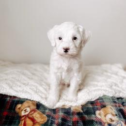 Heirloom - RL Christmas - Cream male Goldendoodle puppy in Syracuse, Indiana from The Doodle Cove
