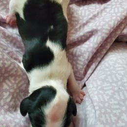Shihpoo Puppies from Perfect Companion Puppies