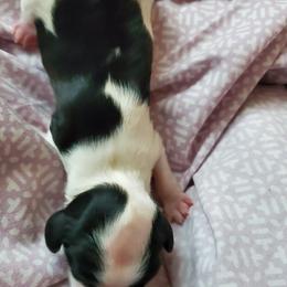 Shihpoo Puppies from Perfect Companion Puppies