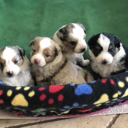 Miniature Australian Shepherd and Toy Australian Shepherd Puppies from River Springs Aussies