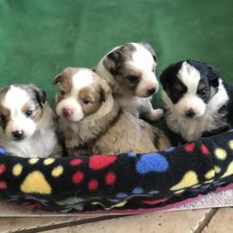 Miniature Australian Shepherd and Toy Australian Shepherd Puppies from River Springs Aussies