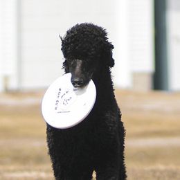 Poodles from Shining Eltz Standard Poodles