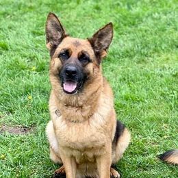 Jewel - German Shepherd