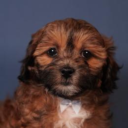 Dopey (Blue Collar) - Red male Shihpoo puppy in Las Vegas, Nevada from Plush Toy Poodle Puppies & Pals