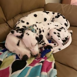 Dalmatian Puppies from Whispered Spots Dalmatians