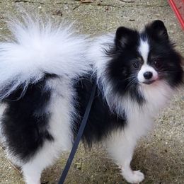 Pomeranians from Brenda's Pomeranians