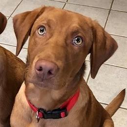 Copper - Labrador Retriever
