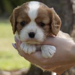 Andie - Blenheim female Cavalier King Charles Spaniel puppy in Lula, Georgia from Cavaliers by Crumley