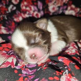 EDEN - Liver and white female Shih Tzu puppy in Los Banos And Bay Area, California from Shantii's Shih Tzu's