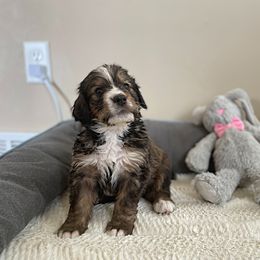 Mr Grey - Bernedoodle puppy in Seattle, Washington from Mochi Bernedoodles