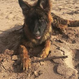 German Shepherd All Grown Up from Mächtiger Barkerheim German Shepherds