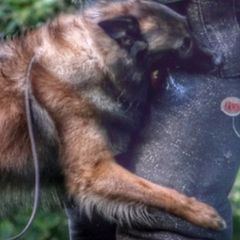 Belgian Tervuren from Chenil du Loup des Bois