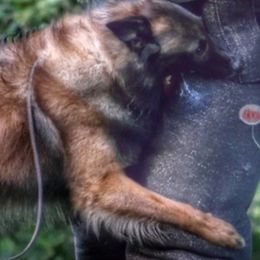 Belgian Tervuren from Chenil du Loup des Bois