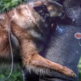 Belgian Tervuren from Chenil du Loup des Bois