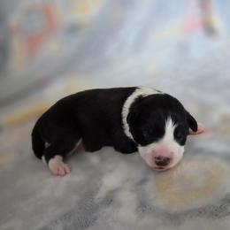 Angel - Black female Border Collie puppy in Gary, Indiana from Lake Ridge Border Collies