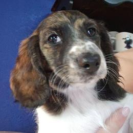 Ziva - Dachshund