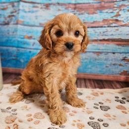 Randy - Apricot male Cavapoo puppy in Lebanon, Missouri from Leerose Puppies