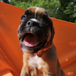 Orange Fawn Male - Fawn male Boxer puppy in Faribault, Minnesota from Laelaps Boxers