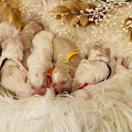 Goldendoodle Puppies from Thompson Creek Doodles